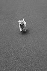 Black & White Goldendoodle Puppy Running on Payment preview