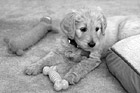 Black & White Goldendoodle Puppy with Toys preview