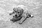 Black & White Cute Goldendoodle Puppy preview