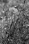 Black & White Orange Poppy Flower in Brush preview