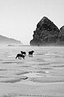 Black & White Dogs on Sand and Beach preview