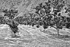 Black & White Rows of Apple Trees preview