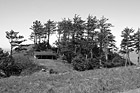 Black & White Tall Trees Along Oregon Coast preview