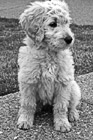 Black & White Goldendoodle Puppy Sitting preview
