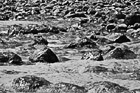 Black & White Rocks & Seaweed on Beach preview