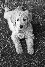 Black & White Goldendoodle Puppy Laying on Grass preview