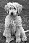 Black & White Goldendoodle Puppy Dog Sitting preview
