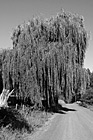 Black & White Willow Tree preview