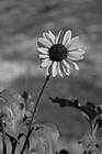 Black & White Sunflower preview