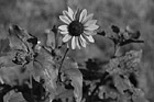 Black & White Yellow Sunflower preview