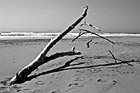 Black & White Tree Branches & Strings on Beach preview