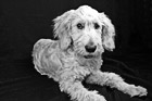 Black & White Goldendoodle Puppy in Studio Room preview