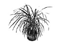 Black & White Plant on White Background preview