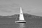 Black & White White Sailboat in San Francisco Bay preview