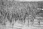 Black & White Grass in Beach Water preview