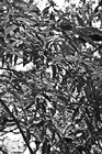 Black & White Tree Leaves preview