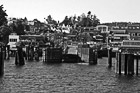 Black & White Friday Harbor Shore preview