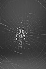 Black & White Spider Legs Sprawled preview
