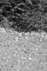 Black & White Black & Brown Spider in Web preview
