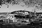 Black & White Friday Harbor Ferry Docking preview