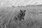 Black & White Black and Gray Fox in Field preview