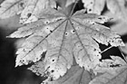Black & White Green Leaf Changing Color preview