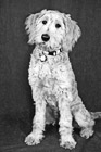 Black & White Goldendoodle Puppy Portrait preview