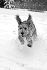 Black & White Goldendoodle Puppy Running in Snow preview