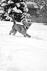 Black & White Puppy Playing in Snow preview