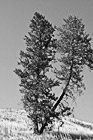 Black & White Tree on Hill preview