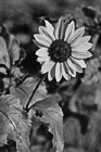 Black & White Sunflower Close Up preview