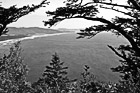 Black & White Oregon Coast Through Trees preview