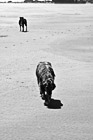 Black & White Two Dogs Walking on Beach preview