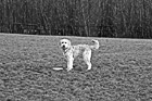 Black & White Dog Standing on Grass with Frisbee preview