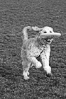 Black & White Goldendoodle & Frisbee preview