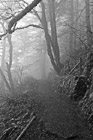 Black & White Foggy Trail preview