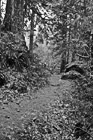 Black & White Nature Trail preview