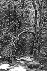 Black & White Creek Running Through Moss on Trees preview