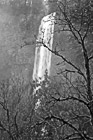 Black & White Multnomah Falls Behind Mossy Tree preview