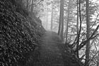 Black & White Foggy Trail and Trees preview