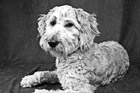 Black & White Goldendoodle Dog Posing After a Haircut preview