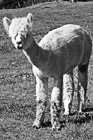 Black & White White Alpaca preview
