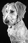 Black & White Portrait of Puppy Dog preview