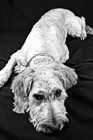 Black & White Shaved Goldendoodle preview