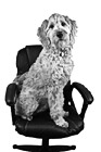 Black & White Dog Sitting in Office Chair preview