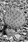 Black & White Baby Prickly Pear Cactus preview