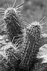 Black & White Cacti on San Tan Mountain Regional Park in Arizona preview
