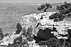 Black & White Cliff, Tree & Grand Canyon preview