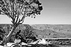 Black & White Man Playing Guitar Along Rim of Grand Canyon preview