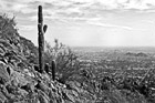 Black & White Cactus & Camelback Mountain View preview